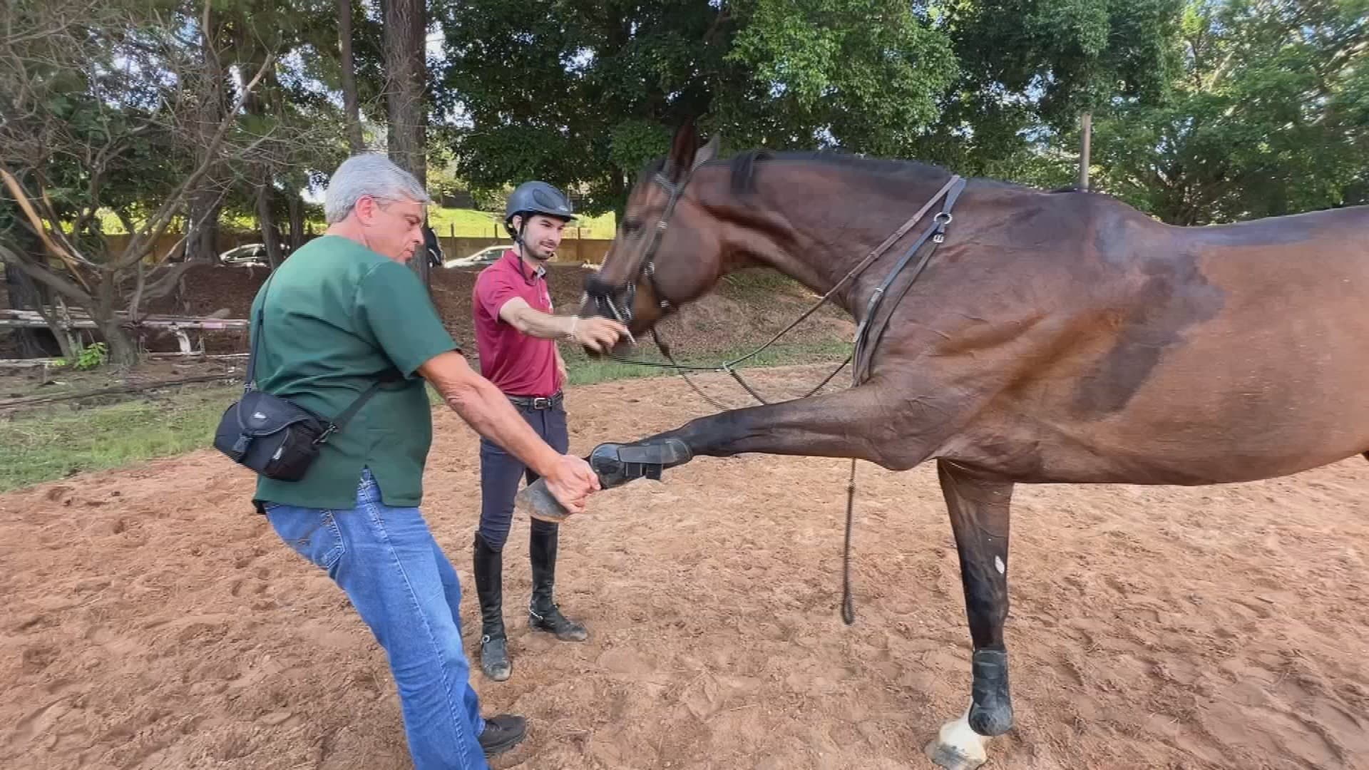 Avanço na medicina veterinária: cavalo atleta retoma treinos após cirurgia inédita na medula