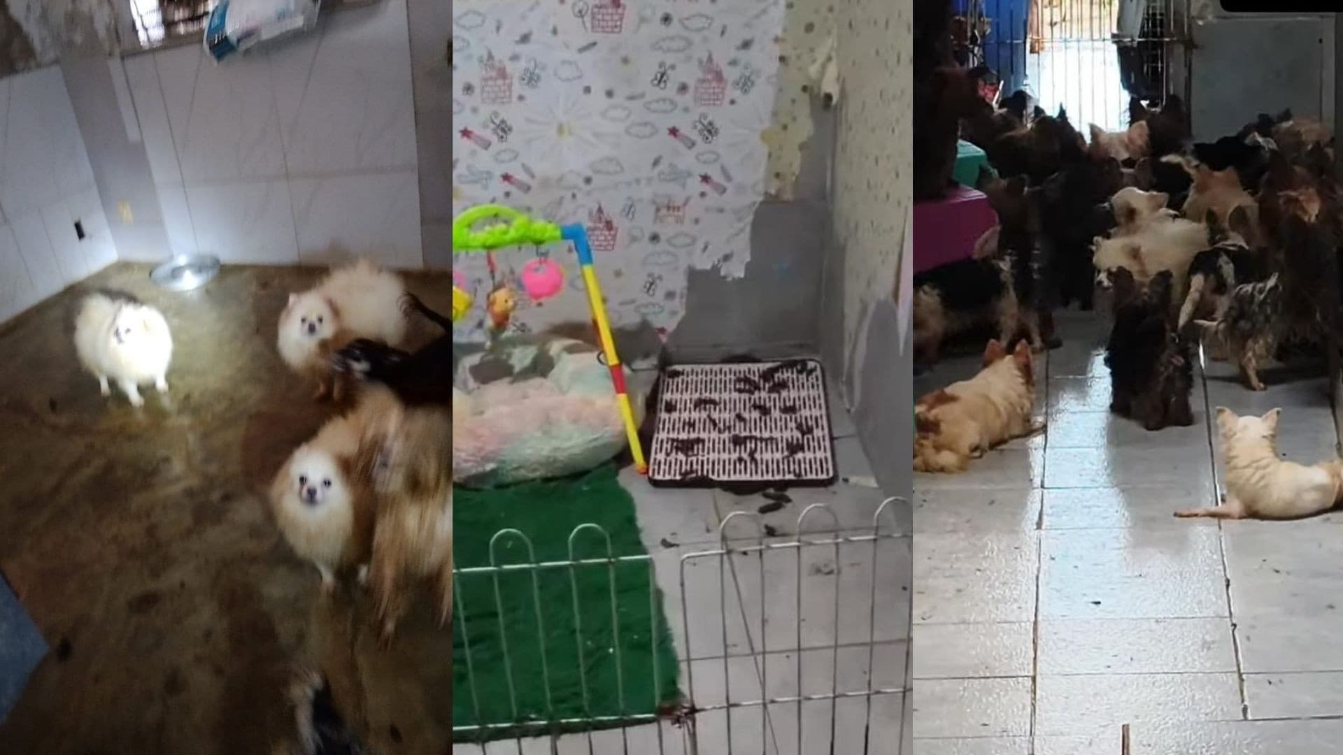 Canil clandestino com 150 animais é descoberto em situação degradante em Paulista